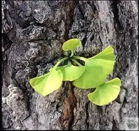 Thumbnail for Théière en céramique craquelée feuilles gingko | Théières à la folie